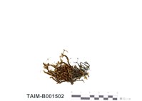 藏品(簑苔屬)的圖片